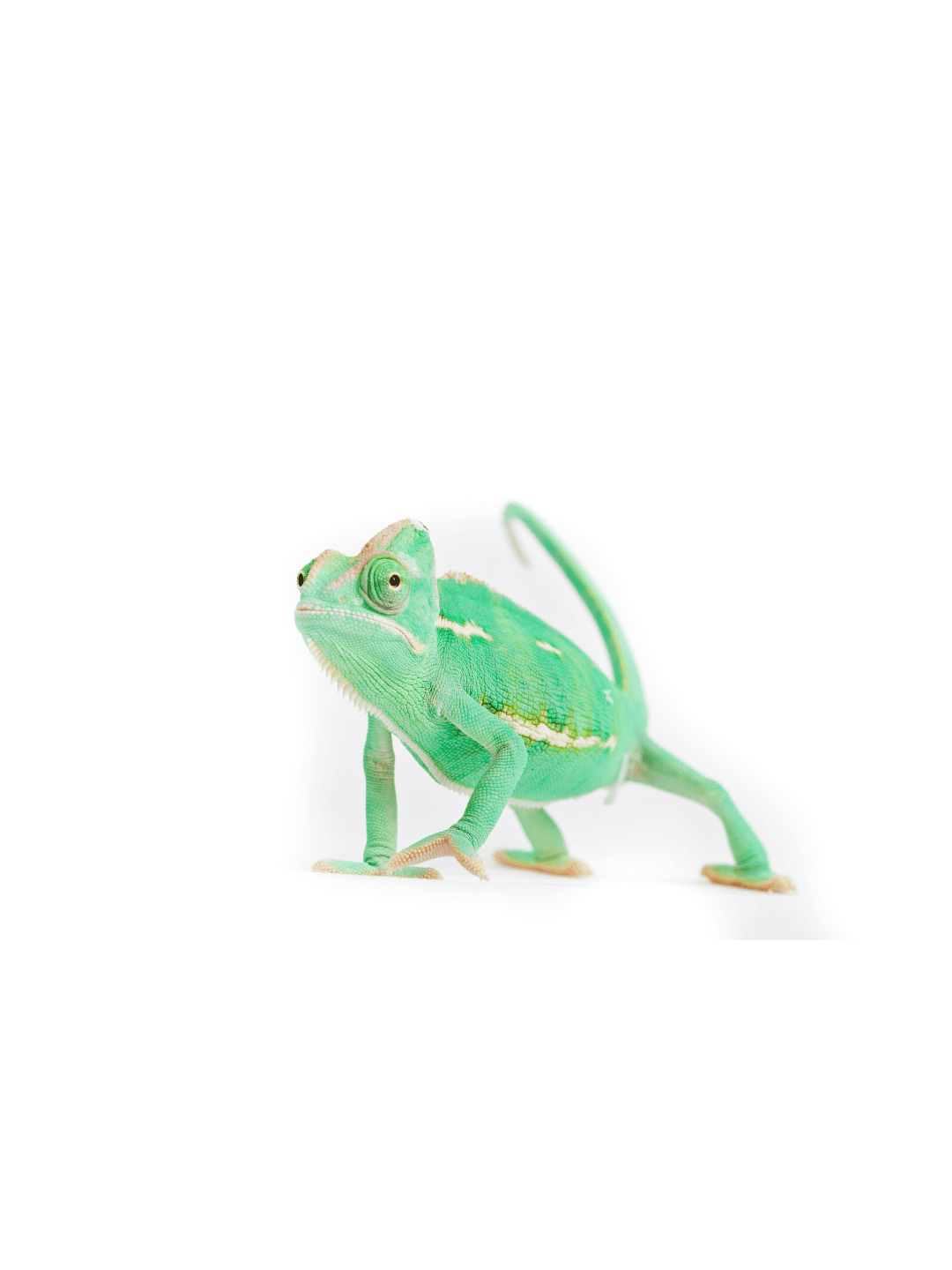 Kameleont - djurvakt reptil